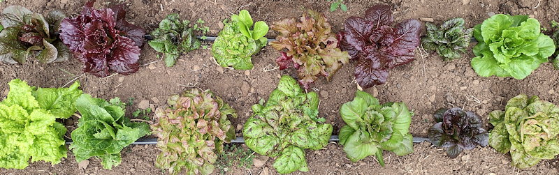 plant picture