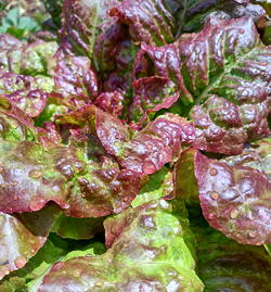 plant picture