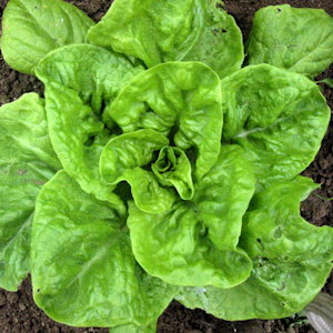 plant picture