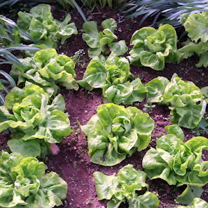 plant picture