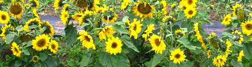 plant picture