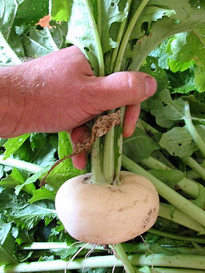 plant picture
