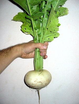 plant picture