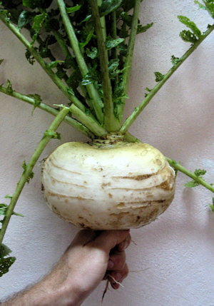 plant picture
