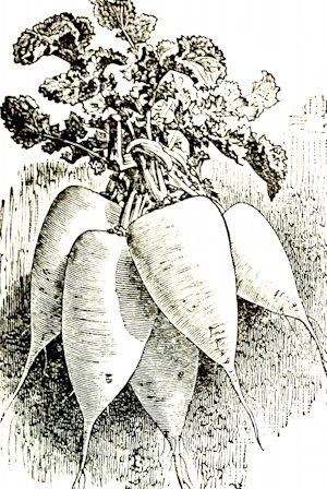 plant picture