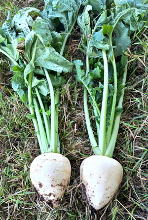 plant picture