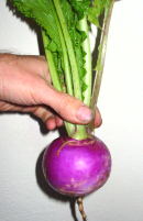 plant picture