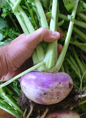 plant picture