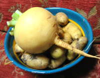 plant picture