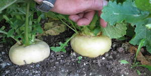 plant picture